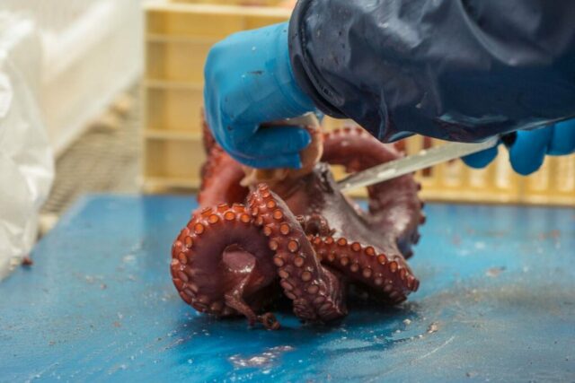 pfinales-01-cefalopodos-pata-pulpo-bandeja-01