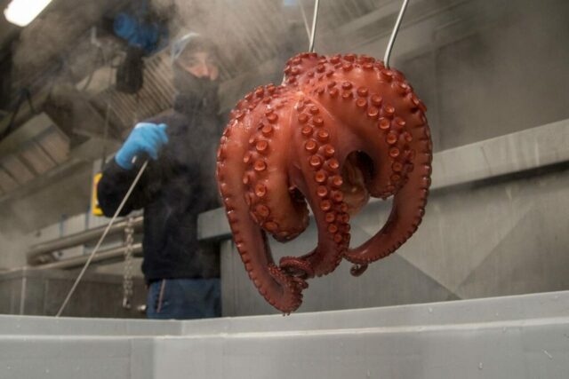 pfinales-01-cefalopodos-pulpo-entero-cocido-01