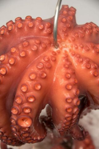 pfinales-01-cefalopodos-pulpo-entero-cocido-03