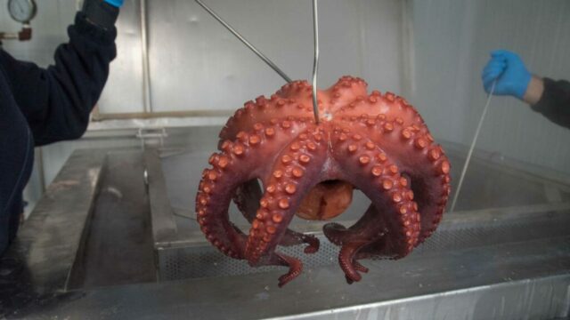 pfinales-01-cefalopodos-pulpo-entero-cocido-04