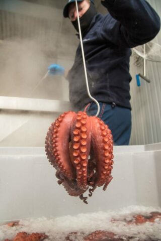 pfinales-01-cefalopodos-pulpo-entero-cocido-05